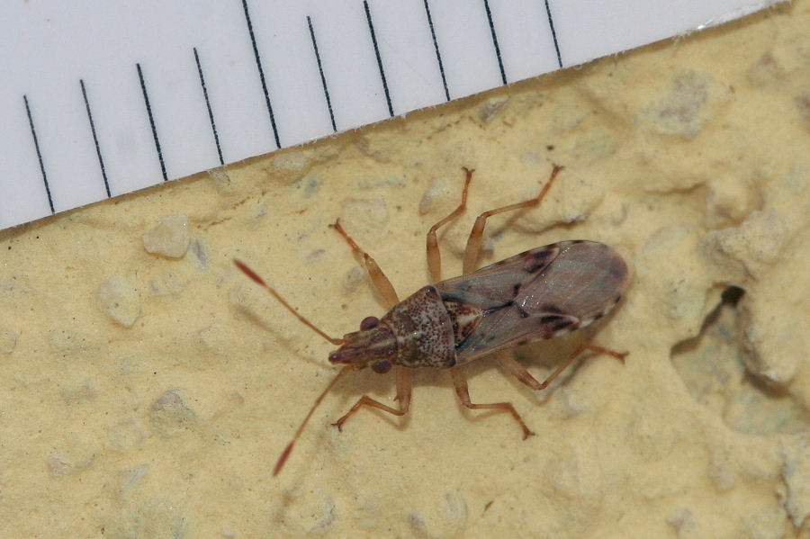 Lygaeidae: Belonochilus numenius dell''Emilia (BO)
